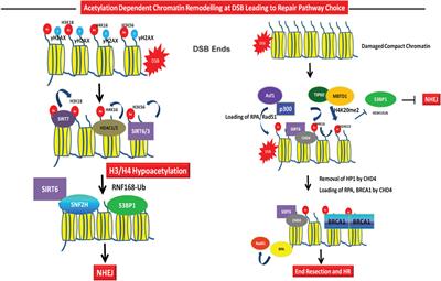 Histone acetylation dynamics in repair of DNA double-strand breaks